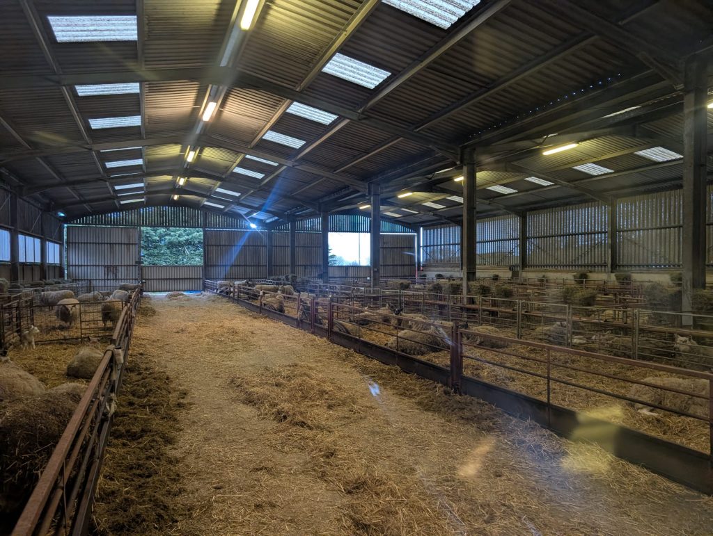 Lambing Factors - Easter Insights